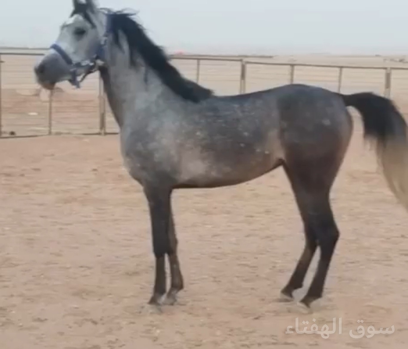 مهره شعبيه تنافس الواهو