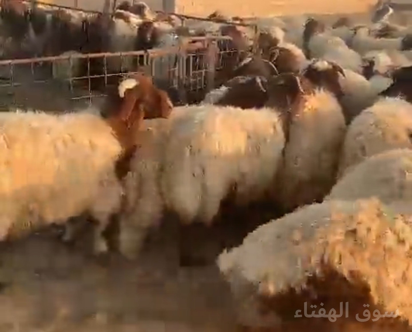 طليان العدد ١٠٠ راس تقريبآ كلها خرفان