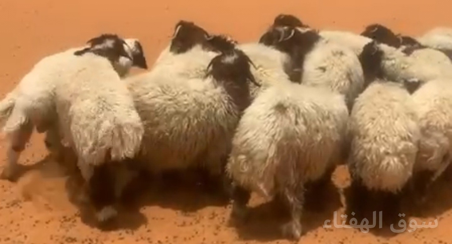 جذعان. نعيم  العدد ٦٣ العمر ٧ الى٨ شهور