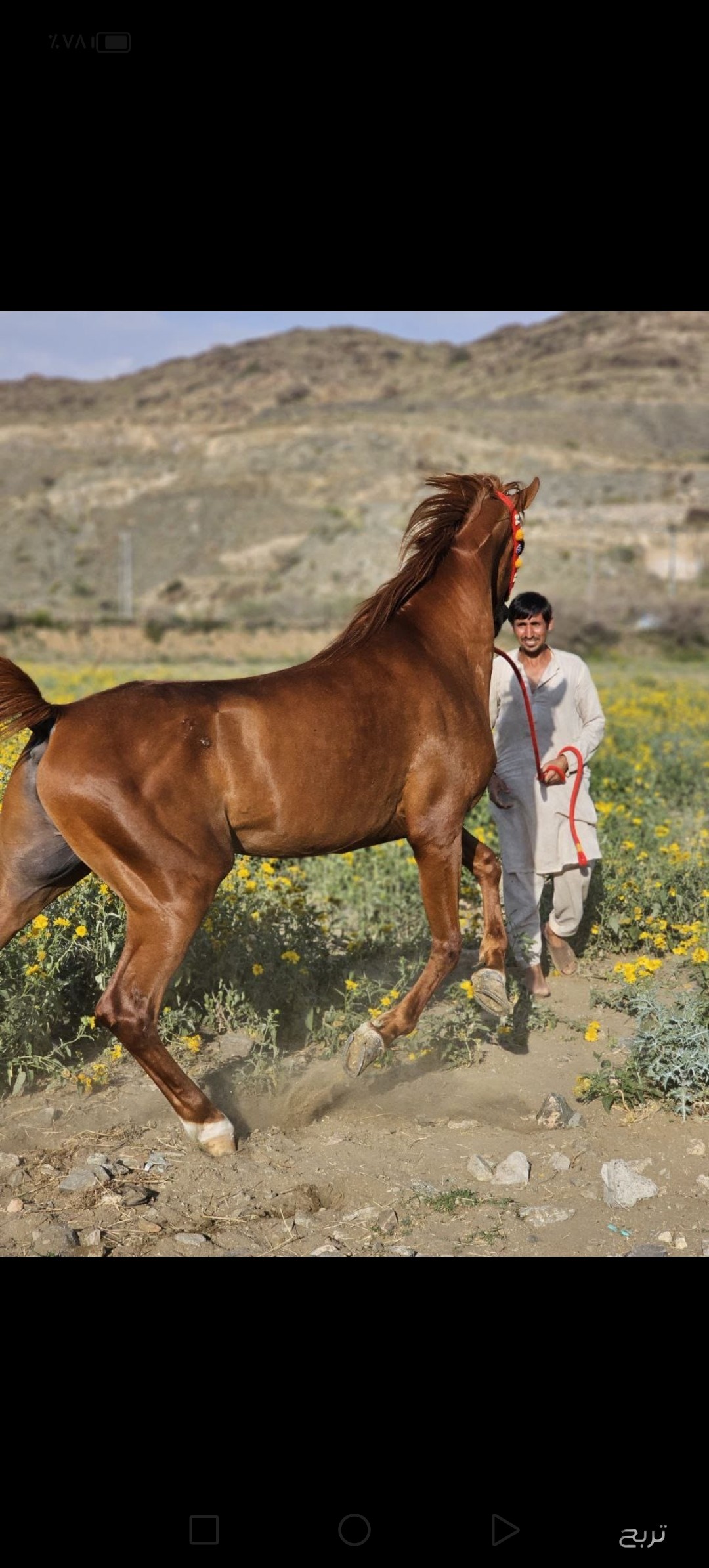 حصان مصري بيور جمال ونسب معسوف ومركوب