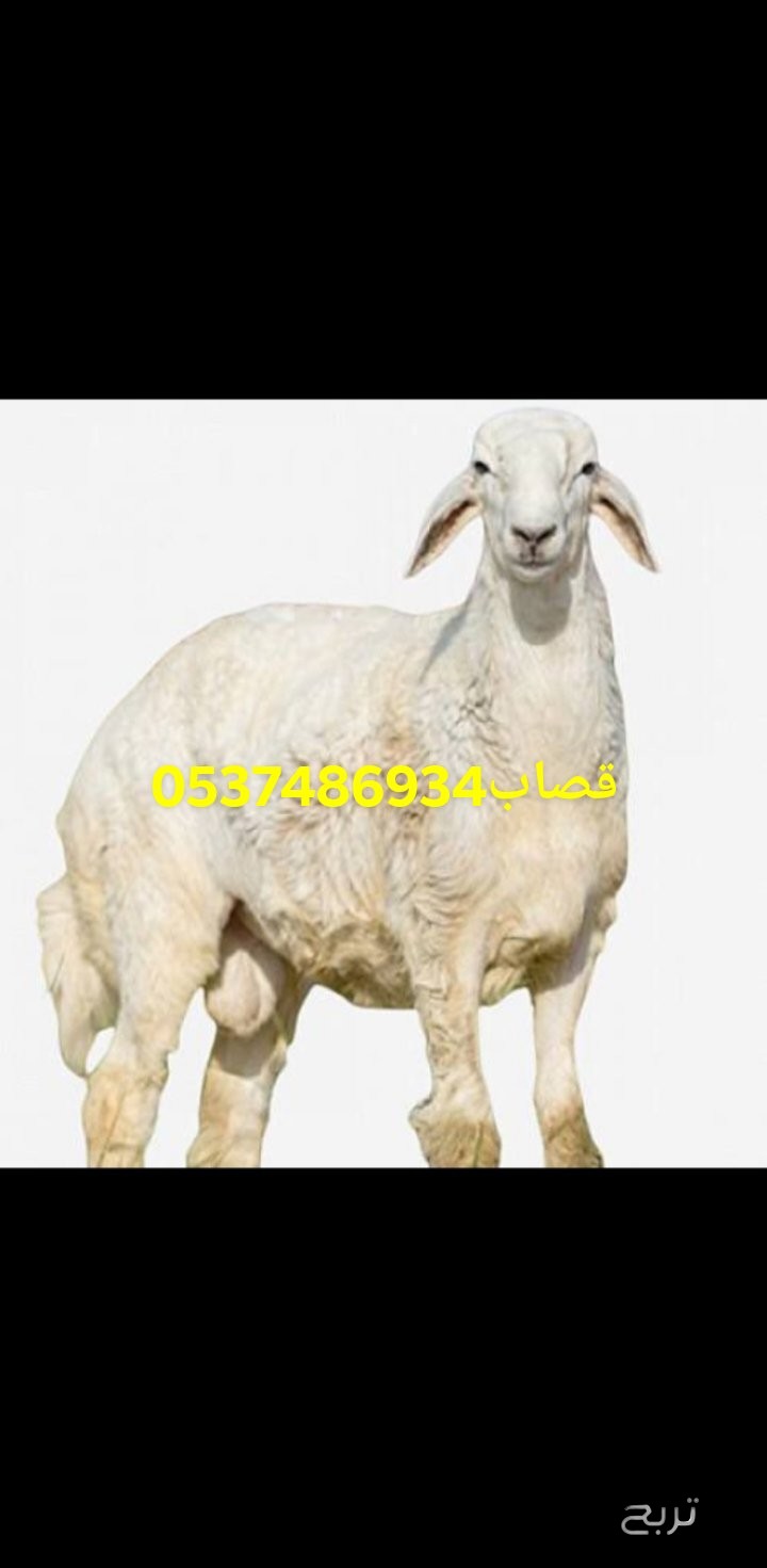 قصاب ماهر بالرياض 0َ537486934